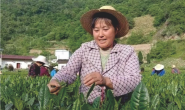 【聚焦】标准化管护让紫阳茶产业发展“底气足”