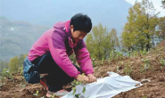《如何建好无性系茶园》