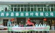 第四届陕西网上茶博会走进西乡 探寻千年名茶